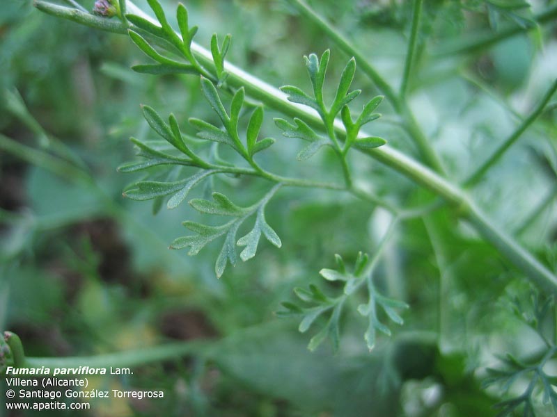 معرفی و راهنمای پرورش گیاهان دارویی - شاهتره